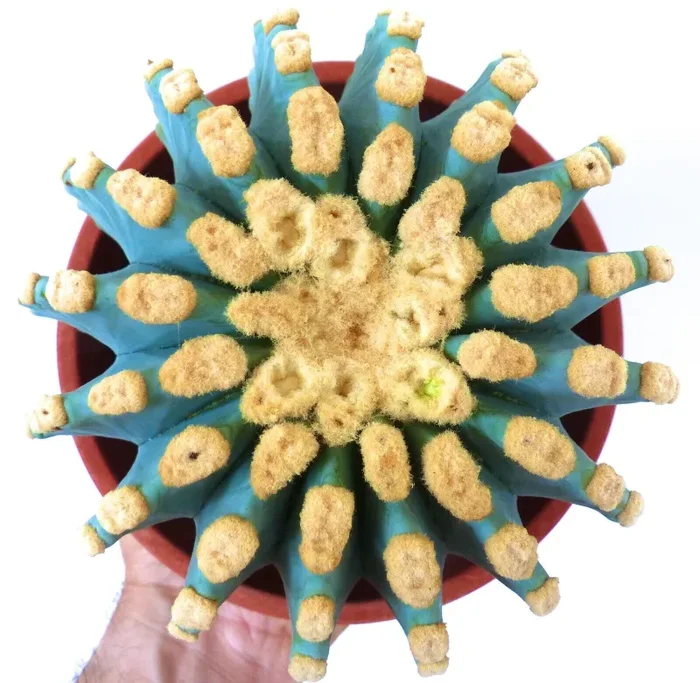 Ferocactus glaucescens cv URASAKI 1 PIANTA A TRE TESTE (ex Japan import) 25Y