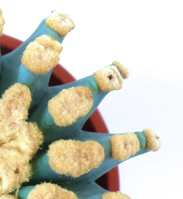 Ferocactus glaucescens cv URASAKI 1 PIANTA A TRE TESTE (ex Japan import) 25Y - immagine 2