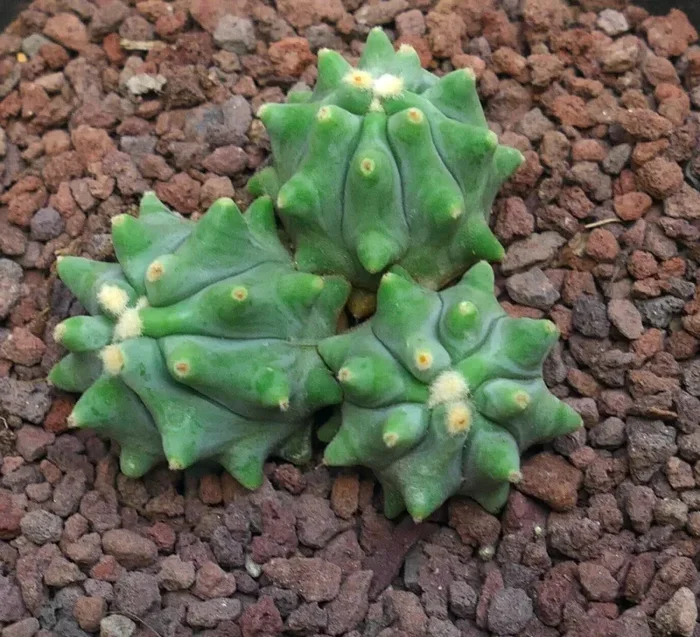 Ferocactus glaucescens cv URASAKI 1 PIANTA A TRE TESTE (ex Japan import) 25Y - immagine 3