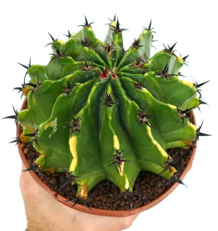 Ferocactus horridus var. brevispinus VARIEGATED BK9 Vendita calda online
