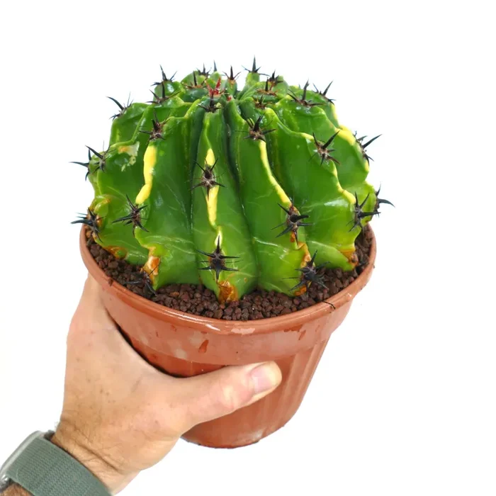 Ferocactus horridus var. brevispinus VARIEGATED BK9 Vendita calda online - immagine 2