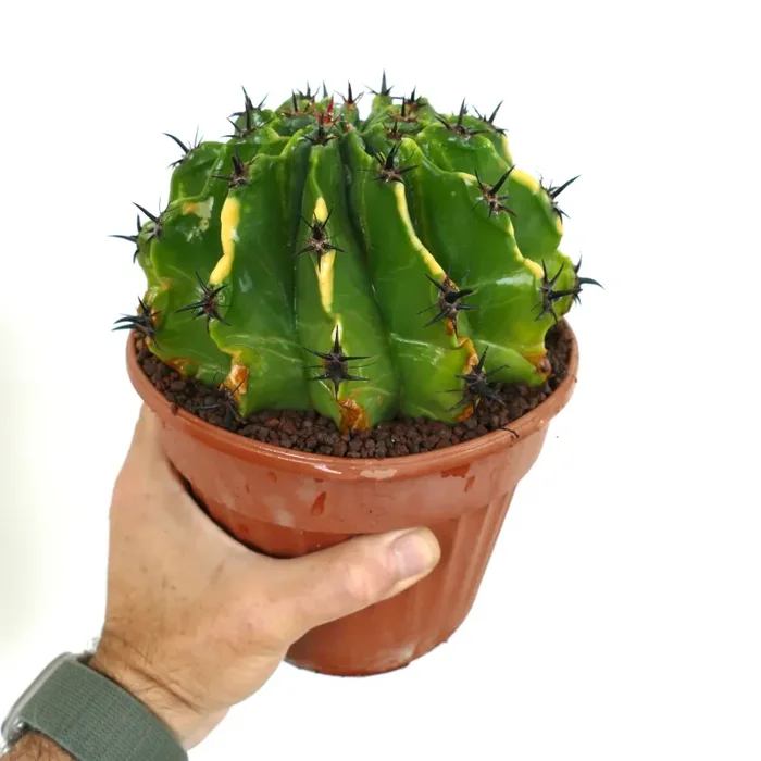 Ferocactus horridus var. brevispinus VARIEGATED BK9 Vendita calda online - immagine 3