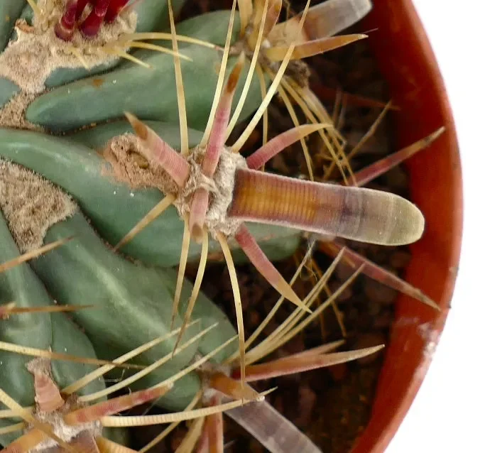 Ferocactus latispinus FAT SPINES
