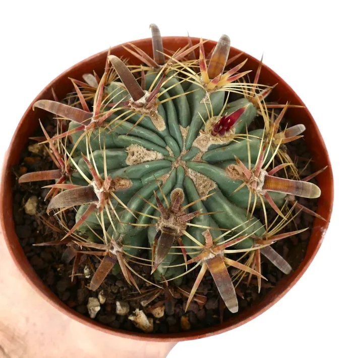Ferocactus latispinus FAT SPINES - immagine 2