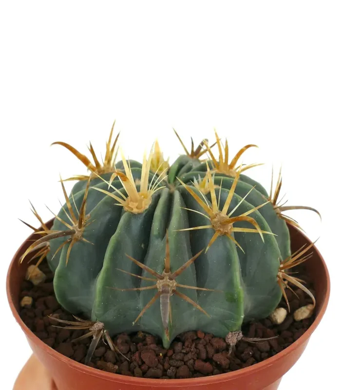 Ferocactus latispinus var. flavispinus C237