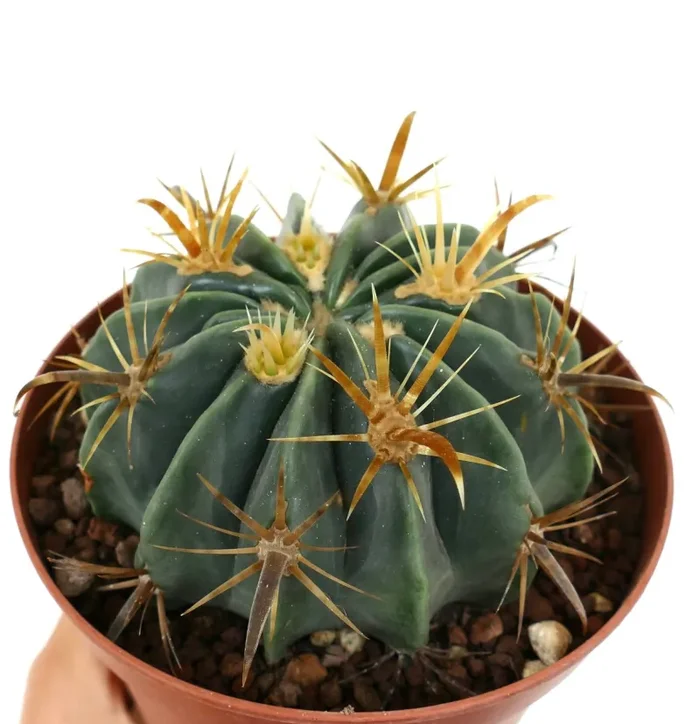 Ferocactus latispinus var. flavispinus C237 - immagine 2