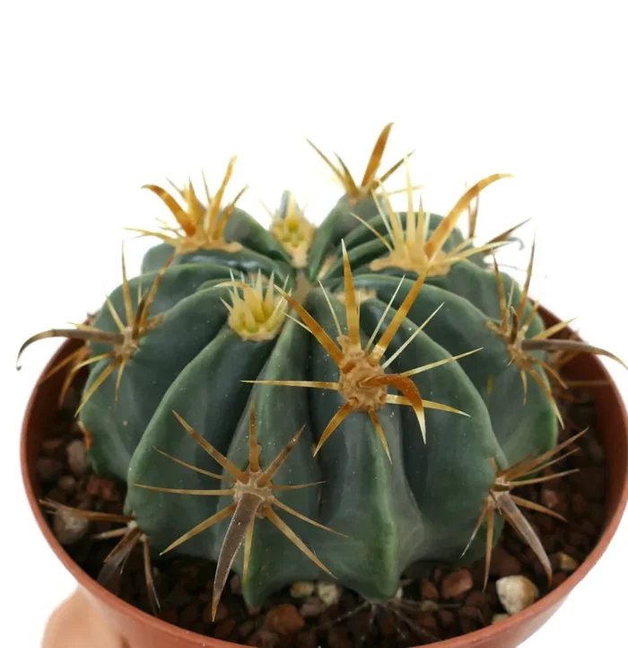 Ferocactus latispinus var. flavispinus C237 - immagine 3