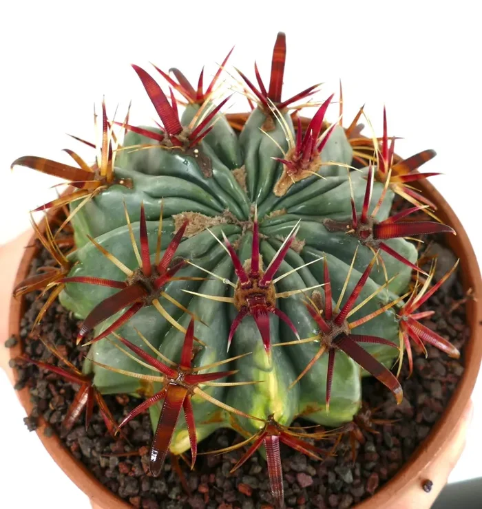 Ferocactus latispinus VARIEGATED Vendita online