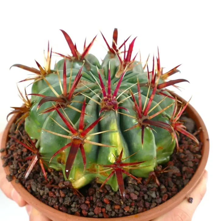 Ferocactus latispinus VARIEGATED Vendita online - immagine 2