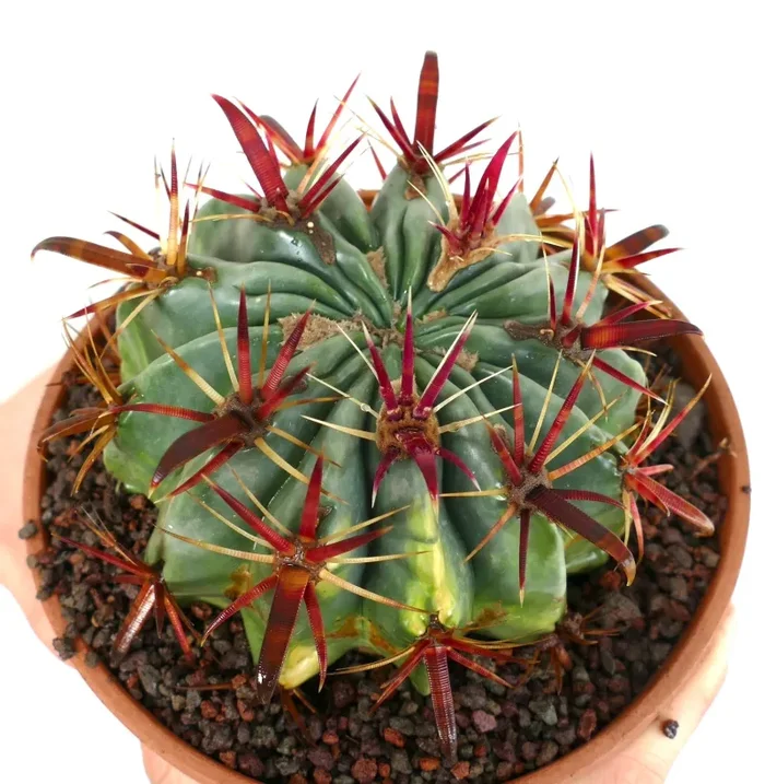 Ferocactus latispinus VARIEGATED Vendita online - immagine 3