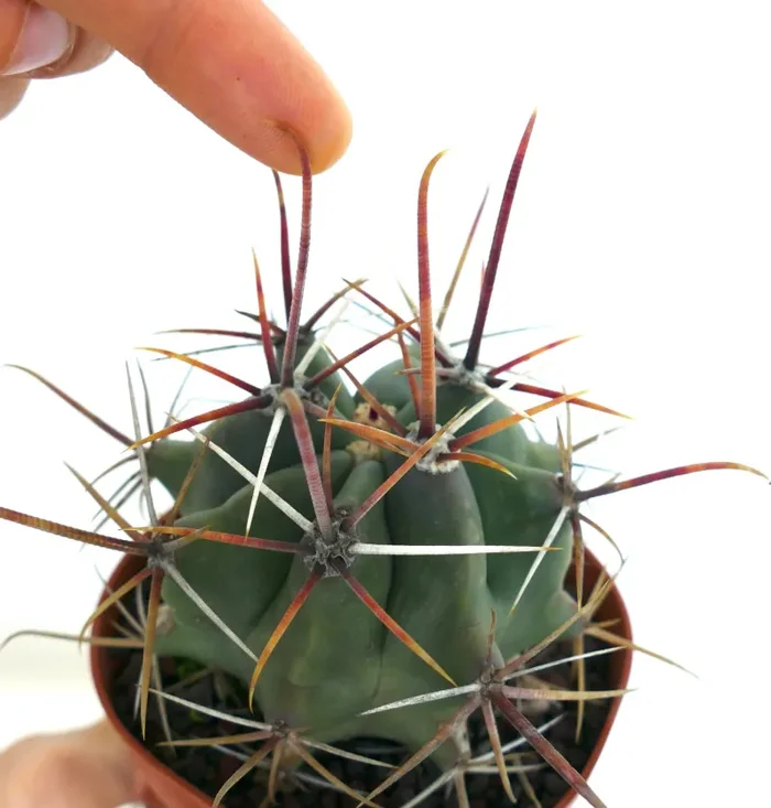 Ferocactus rectispinus LONG SPINES FORM - immagine 2