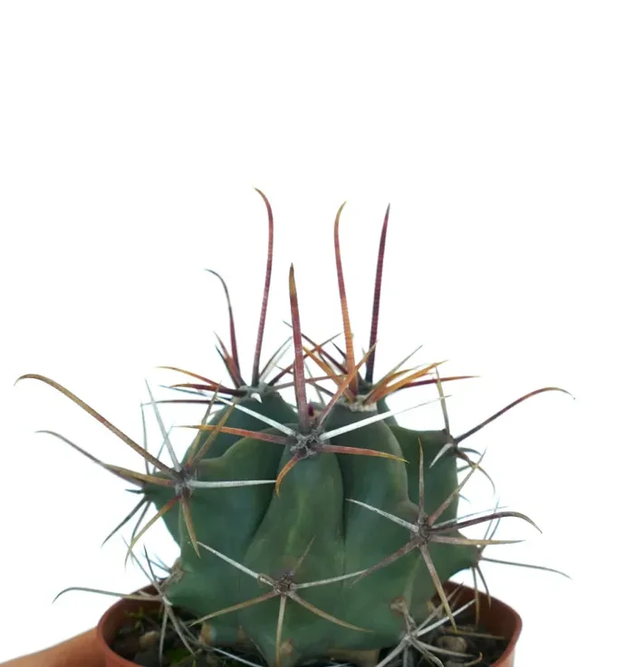 Ferocactus rectispinus LONG SPINES FORM - immagine 3