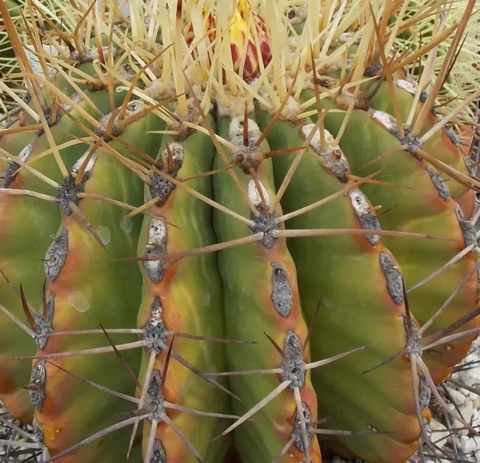 Ferocactus reppenhagenii SEEDS Online