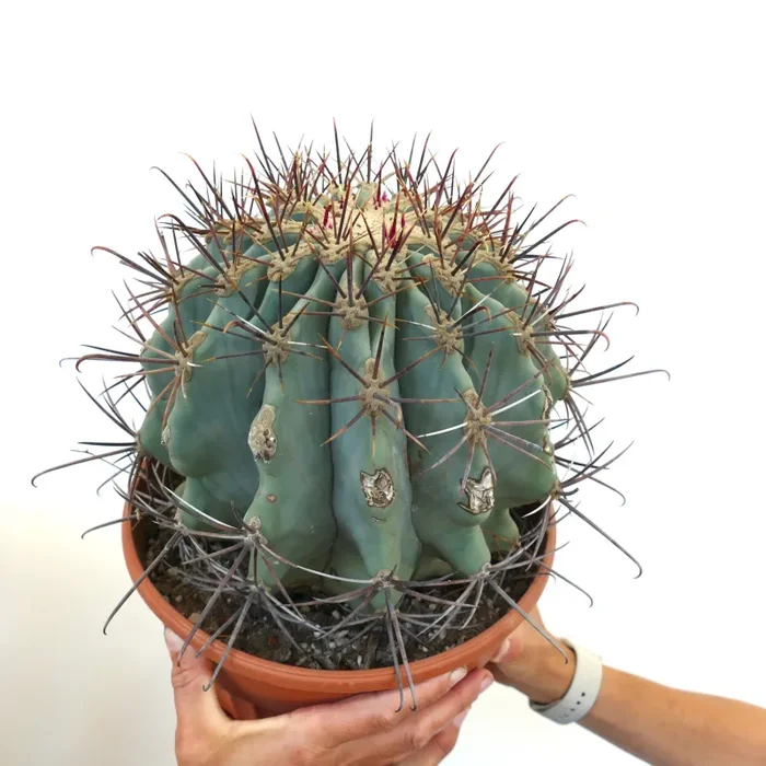 Ferocactus santa-maria X Ferocactus glucescens EXTRA BIG 35Q - immagine 2