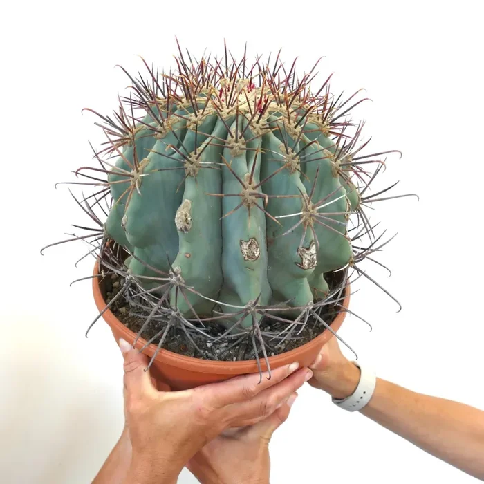 Ferocactus santa-maria X Ferocactus glucescens EXTRA BIG 35Q - immagine 3