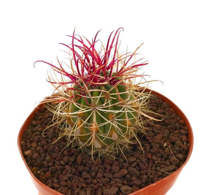 Ferocactus var. lecontei SUPER RED SPINES - immagine 2