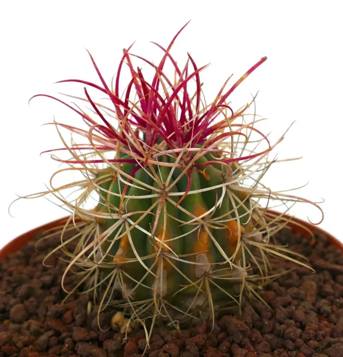 Ferocactus var. lecontei SUPER RED SPINES - immagine 3