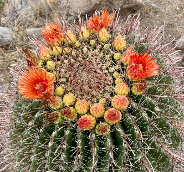 Ferocactus wislizeni ssp. herrerae SEMI Online