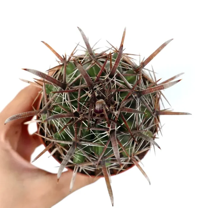 Ferocactus wislizenii var. herrerae Saldi