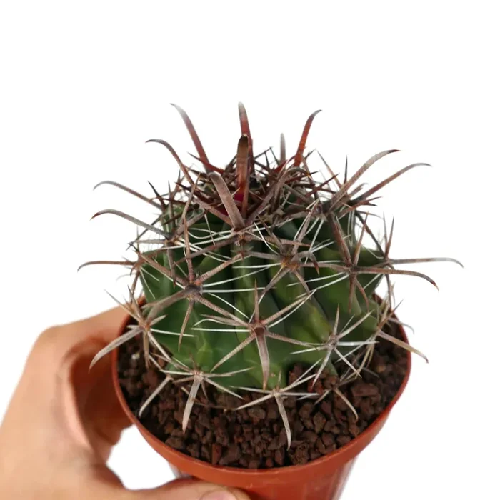 Ferocactus wislizenii var. herrerae Saldi - immagine 2