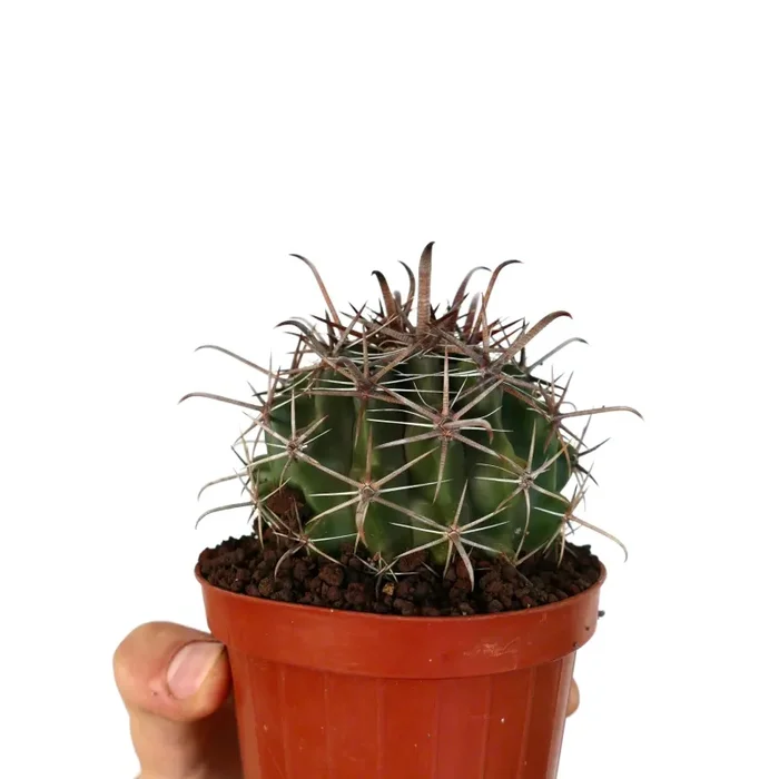 Ferocactus wislizenii var. herrerae Saldi - immagine 3