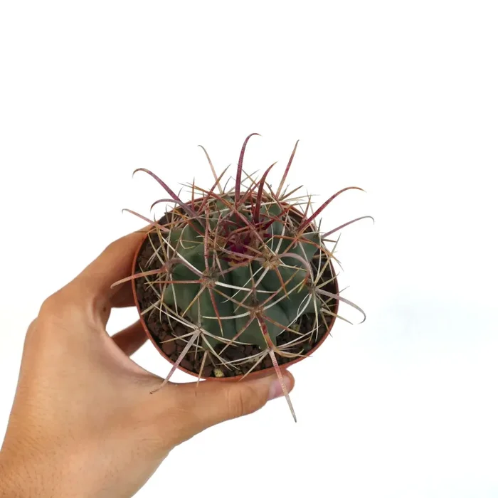 Ferocactus wislizenii X Ferocactus longispinus - immagine 2