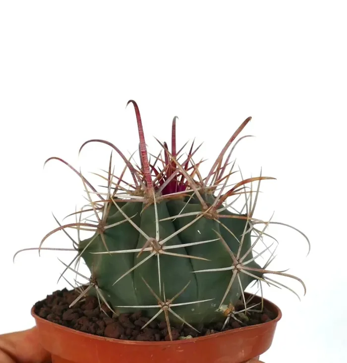 Ferocactus wislizenii X Ferocactus longispinus - immagine 3