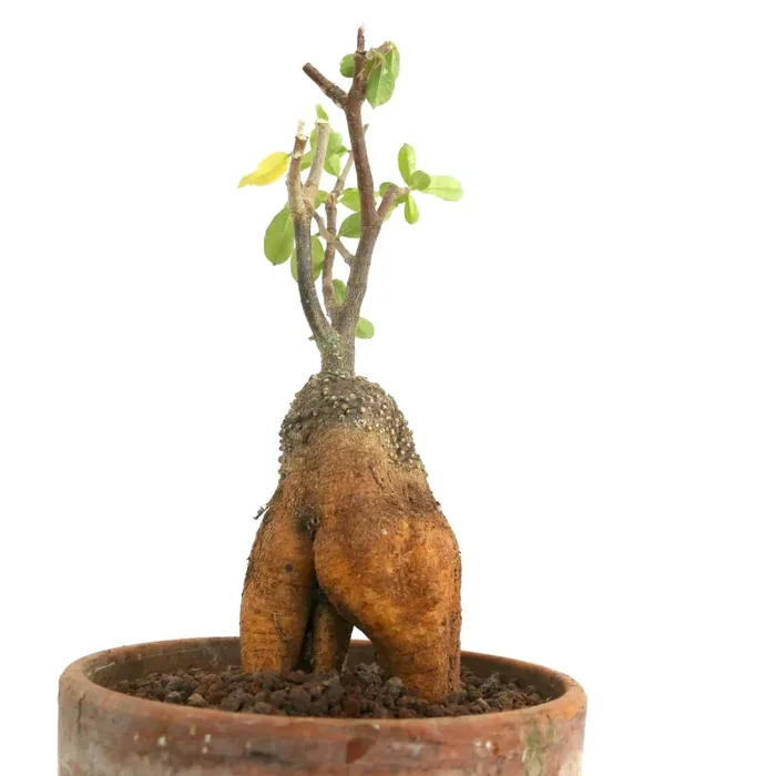 Fockea edulis - immagine 3