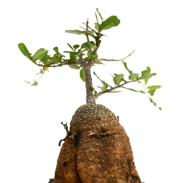 Fockea edulis - immagine 2