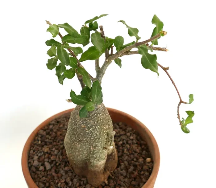 Fockea edulis - immagine 3