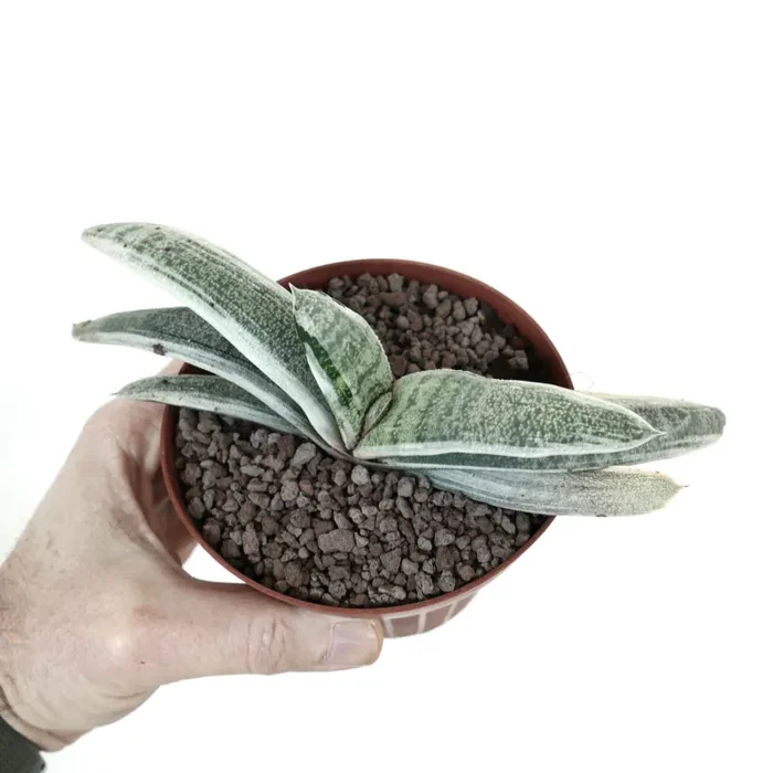 Gasteria batesiana WHITE VARIEGATED & STRIATA