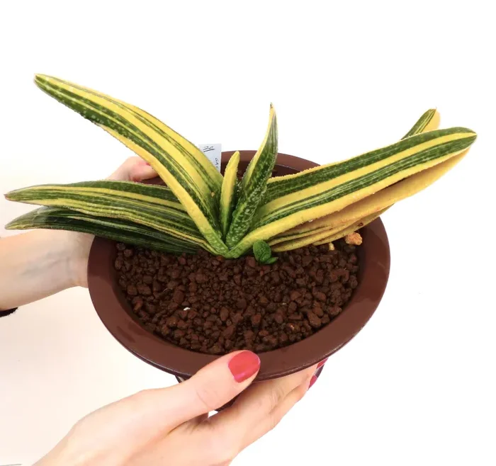 Gasteria carinata cv ‘RAINBOW’ Online