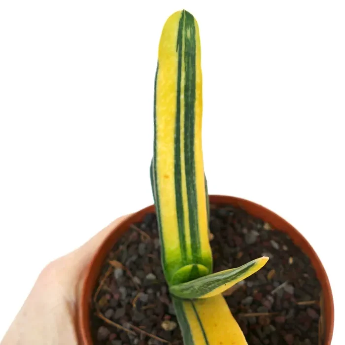 Gasteria carinata cv ‘RAINBOW’ Online - immagine 2