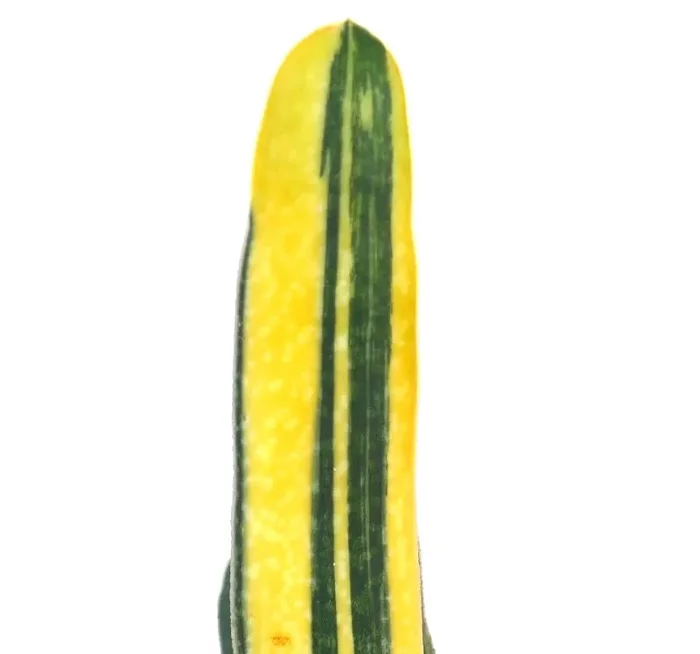 Gasteria carinata cv ‘RAINBOW’ Online - immagine 3