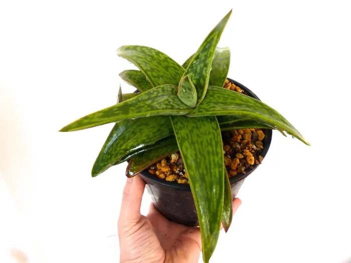 Gasteria cv MUMBA (ex Specks Nursery EXOTICA) - immagine 2