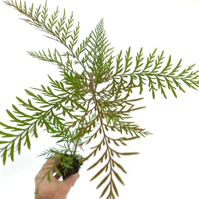 Grevillea robusta (syn. Grevillea arborea) 20-40 cm Sconti - immagine 2