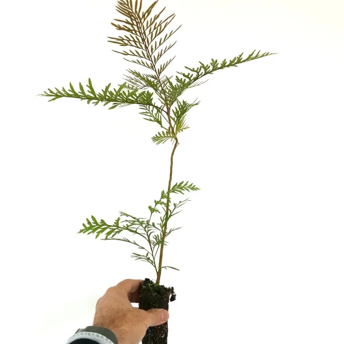 Grevillea robusta (syn. Grevillea arborea) 20-40 cm Sconti - immagine 3