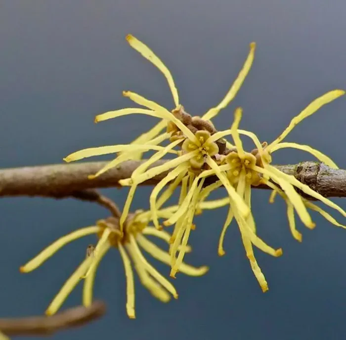Hamamelis virginiana