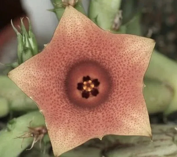 Huernia rosea LAV12269 SEMI