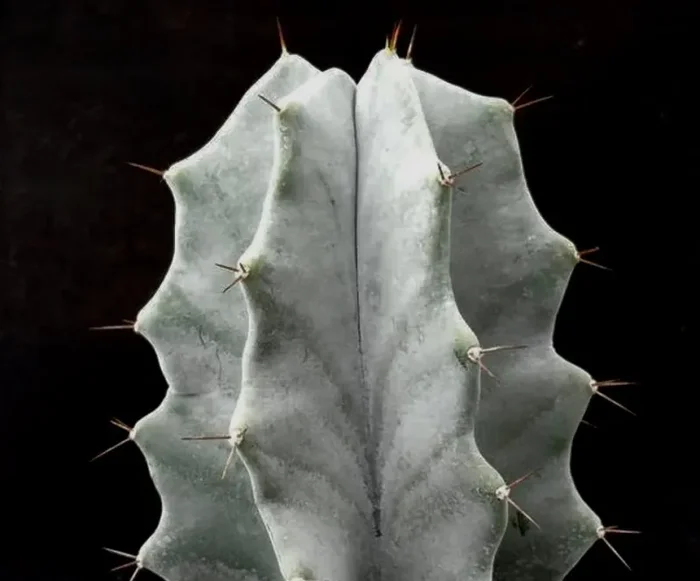 Lemaireocereus pruinosus SEMI