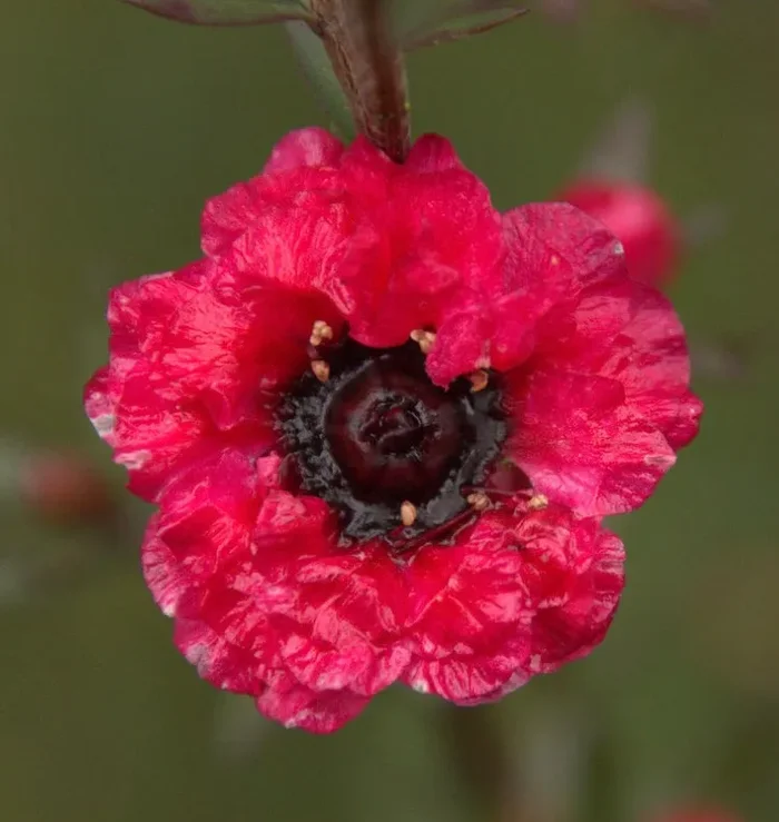 Leptospermum scoparium cv “Red Damask” Fornitura