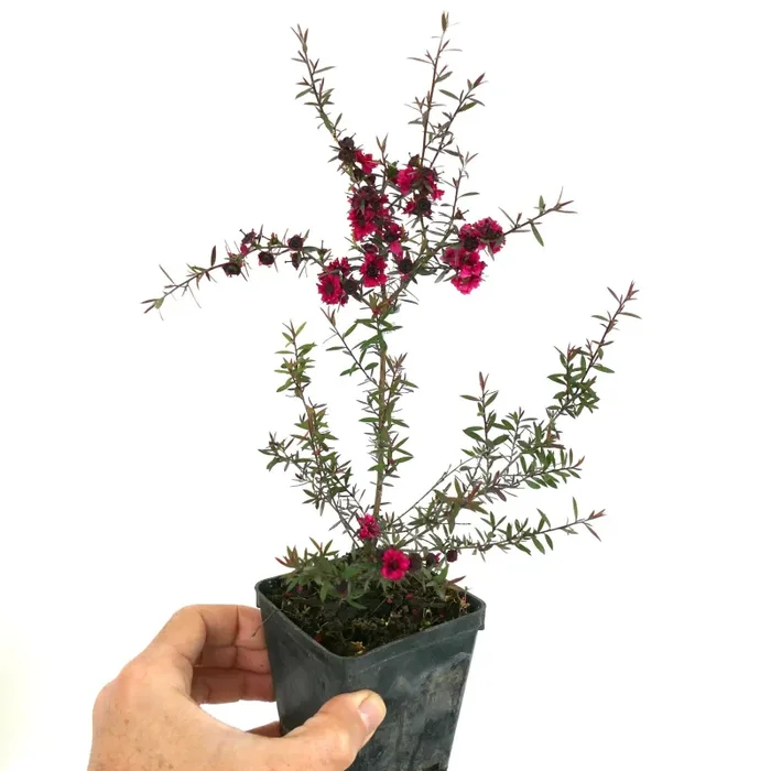Leptospermum scoparium cv “Red Damask” Fornitura - immagine 2