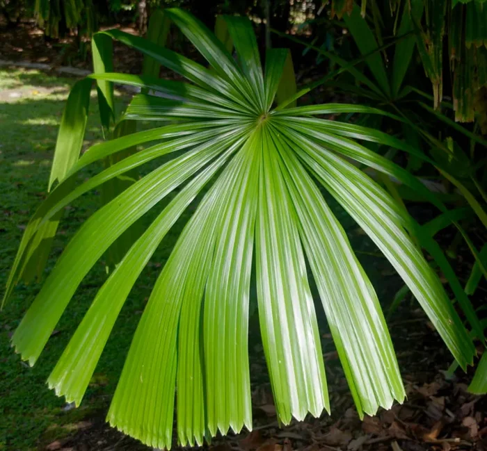 Licuala spinosa SEMI