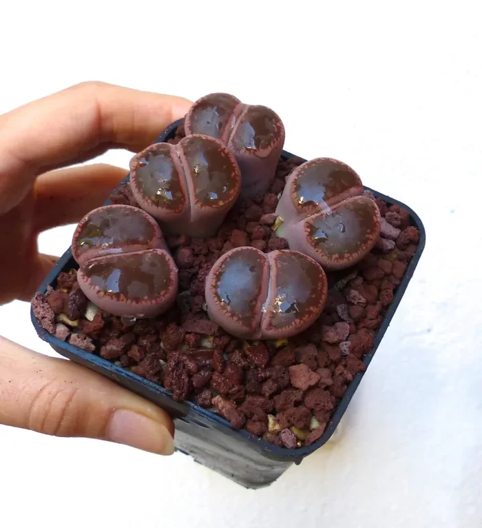 Lithops aucampiae v aucampiae C173 SEEDS - immagine 2