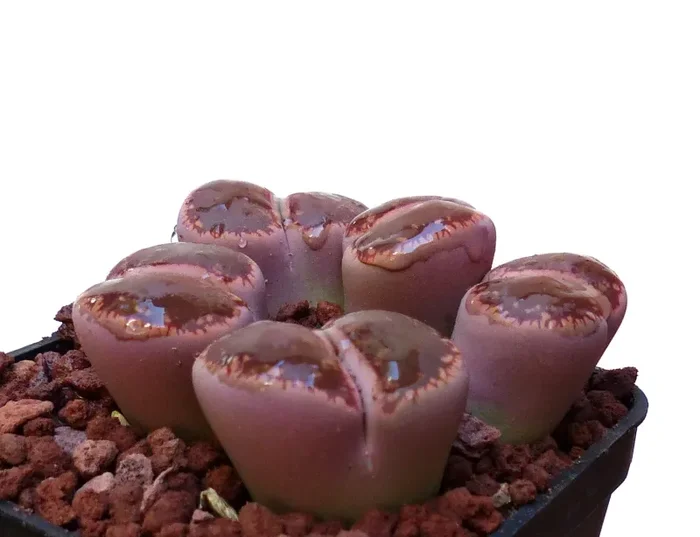 Lithops aucampiae v aucampiae C173 SEEDS - immagine 3