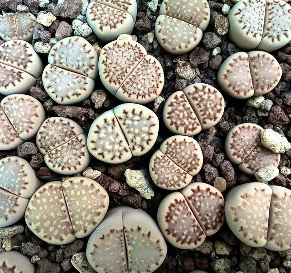 Lithops julii subsp. fulleri var. fulleri C171 SEEDS Vendita calda online
