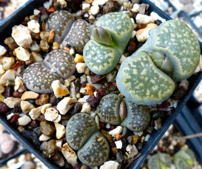 Lithops salicola (maculate form) C086 Vendita online