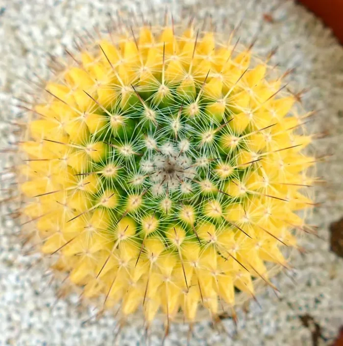 Mammillaria carnea (Coxcatlan) VARIEGATED Vendita calda
