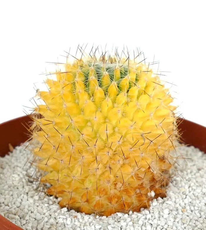 Mammillaria carnea (Coxcatlan) VARIEGATED Vendita calda - immagine 2
