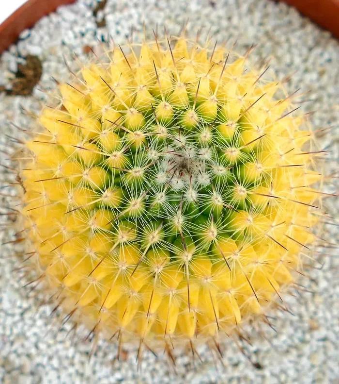 Mammillaria carnea (Coxcatlan) VARIEGATED Vendita calda - immagine 3